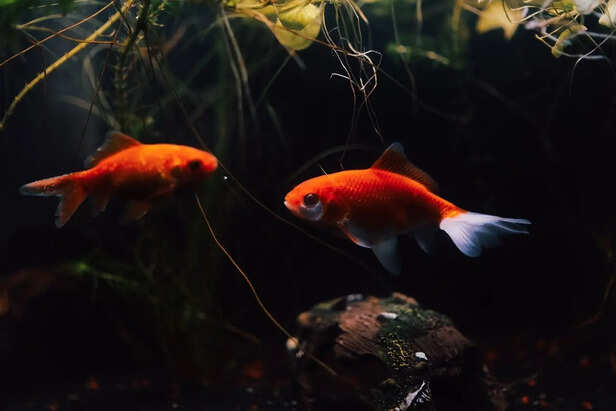 A Giant Goldfish Caught in the Wild