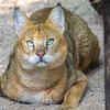 Iriomote Cat Walking Through Forest