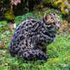 Amur Leopard In Snowy Forest