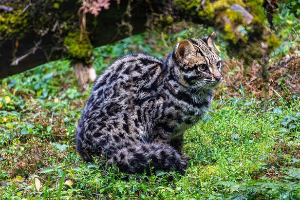 Amur Leopard In Snowy Forest