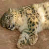 Snow Leopard In Himalayan Mountains