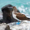 Fearless Island Bird Standing Near Humans
