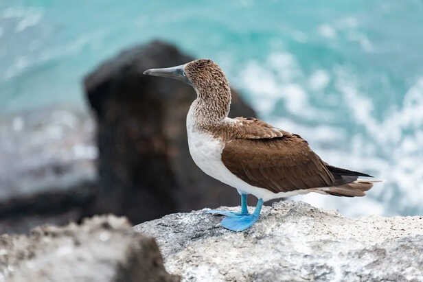 Fearless Island Bird Standing Near Humans