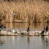 Wild Birds Resting In Isolated Island Habitat