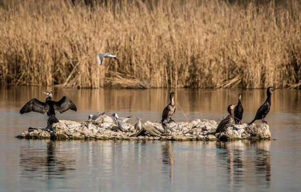 Wild Birds Resting In Isolated Island Habitat