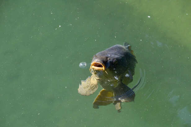 Fish Gasping Near The Water Surface