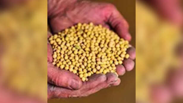 तेल मिलों को नए निर्यात ऑर्डर नहीं मिल रहे