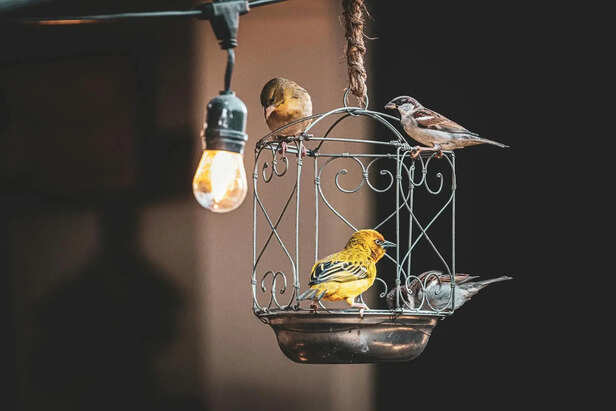 Free yet don't know where to fly