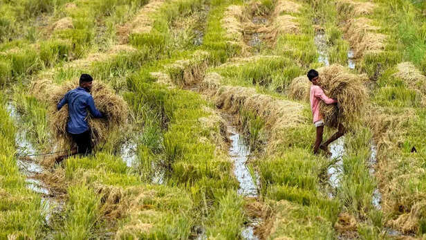 धान की खेती- सांकेतिक तस्वीर