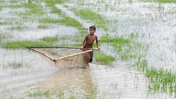 भारी बारिश के बाद खेतों में भरा पानी