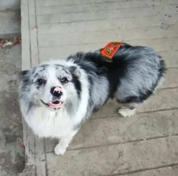 Douyin | Border Collie named Chutou had more than 1.5 million followers on Douyin.