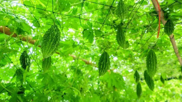 मचान बनाते समय रखे सावधानी