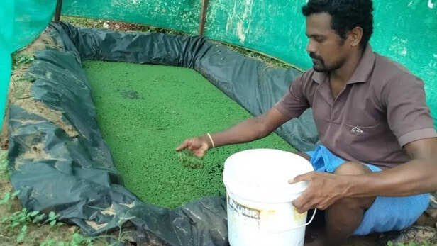 सीमेंट टैंक या पॉलीथीन लाइनिंग वाले गड्ढे में अजोला उत्पादन