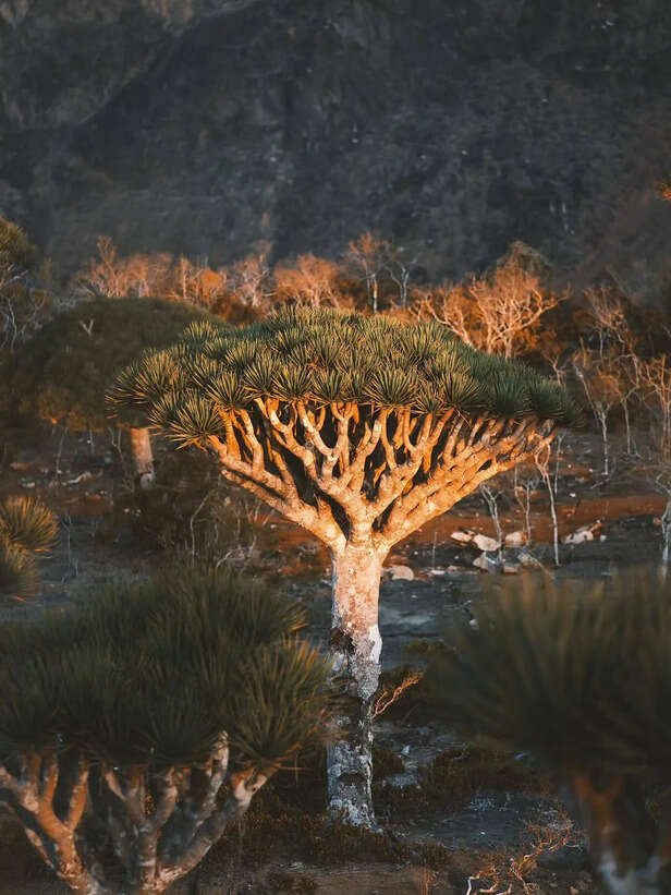 X | @middleEastX | Socotra Island, Yemen