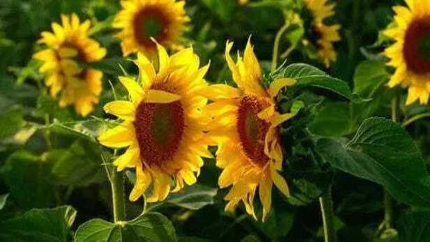 X | While young sunflowers do track the movement of the sun, the popular claim that mature sunflowers spend the night turning towards each other is not supported by scientific evidence.