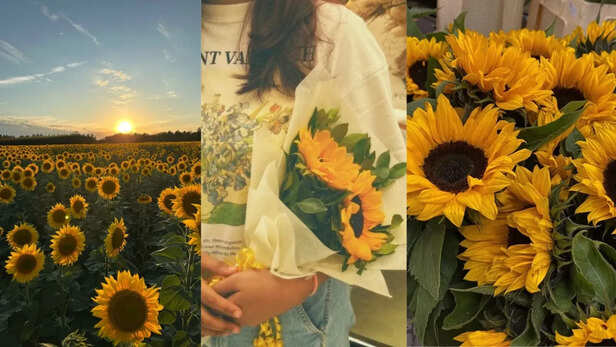 X | That idea has transformed a simple flower into one of the internet’s most romantic symbols.