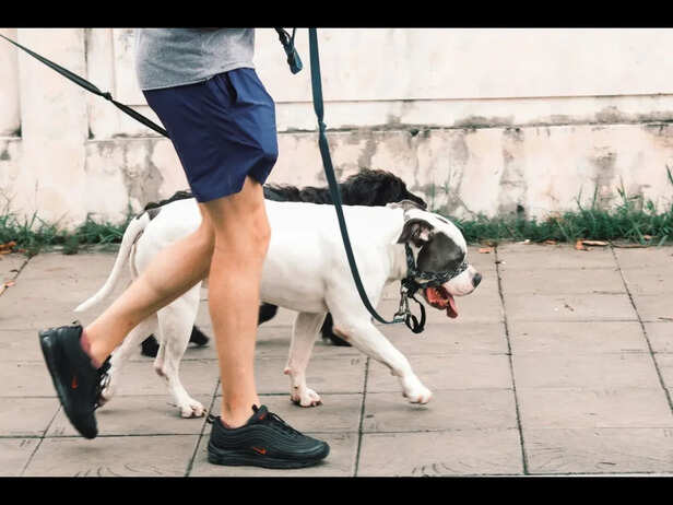 A Walk That Helps Both Ends of the Leash