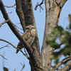 Spotted Owlet