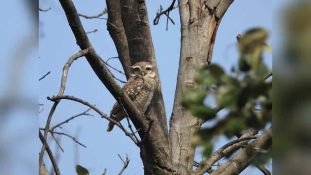 Spotted Owlet