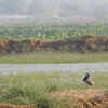 Red Wattled Lapwing