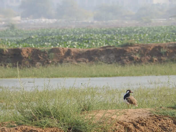 Red Wattled Lapwing