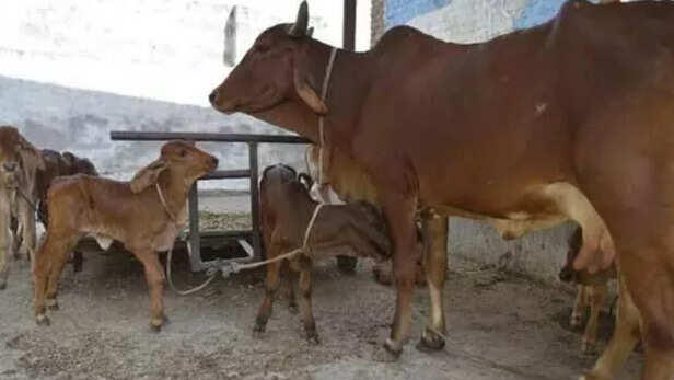 दुग्धउत्पादन के पहले 2 महीनों में होता है कीटोसिस रोग