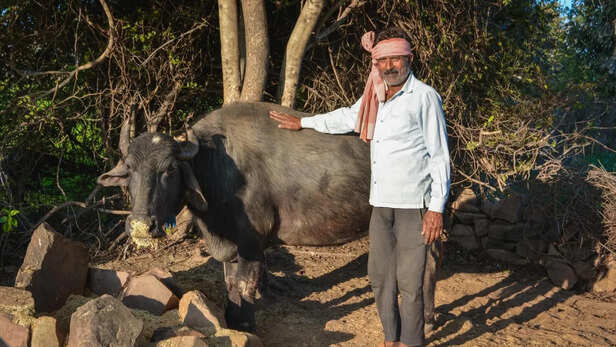 पशुओं की ये बीमारी न करें नजरअंदाज