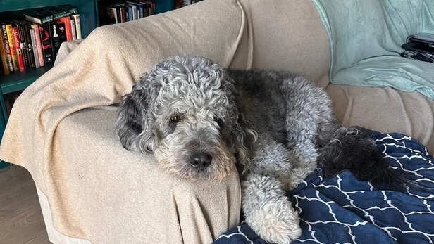 GoFundMe | 'The Knicks Just Won': Woman's Emotional Plea After Dog Is Fatally Shot