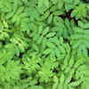 Nutrient-Rich Moringa Leaves