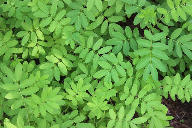 Nutrient-Rich Moringa Leaves