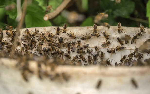 Bees