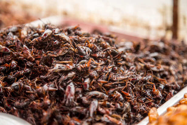 Fire ants