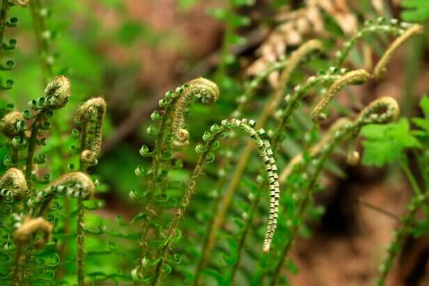 Linguda[fern shoot]