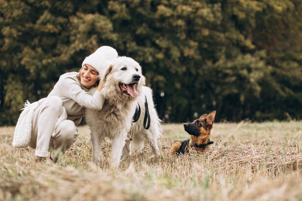 Dogs
