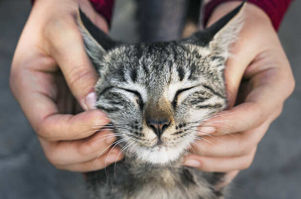 Friendly cat