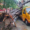 Chembur tree was fully cut off from root by road work