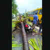 Ex-deputy mayor's son dies after coconut tree falls on him
