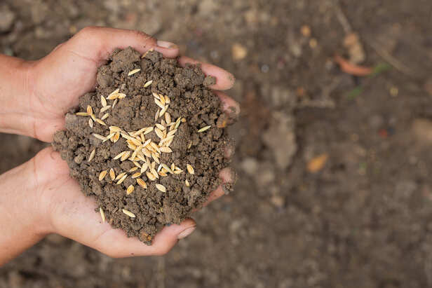 seeds