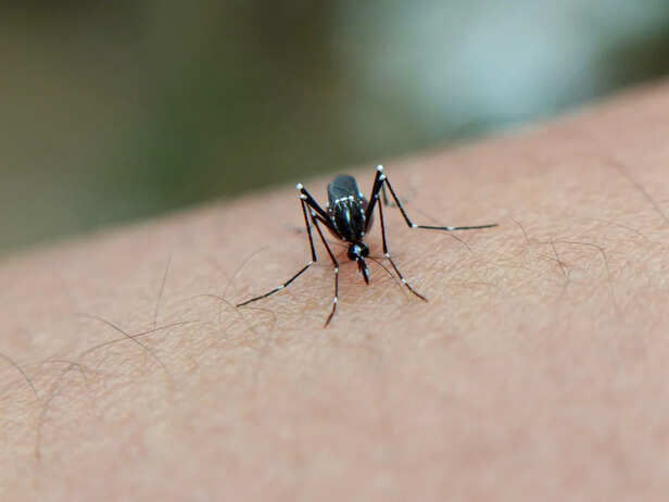 Dengue Alert: Don't Ignore the Bite