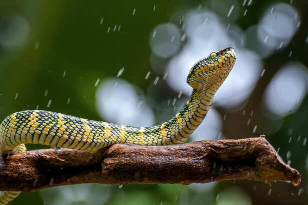Snake Enter Home During Monsoon