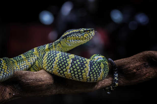 Handle a Snake bit