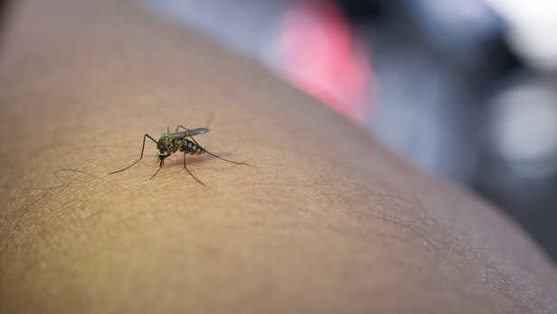 Malaria