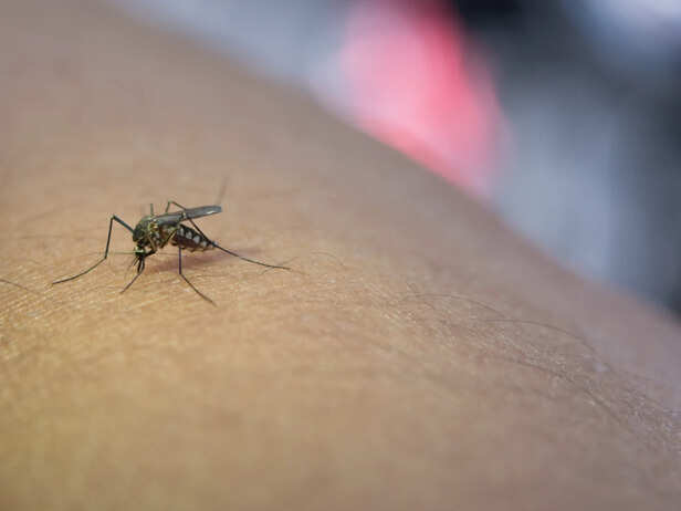 Preventing Mosquito-Borne Diseases During Monsoon