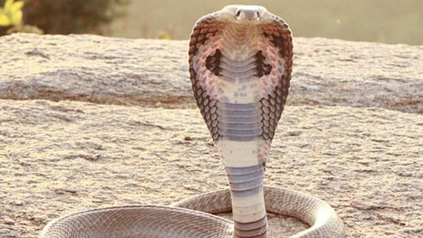 cobra