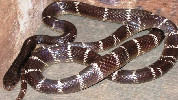 krait