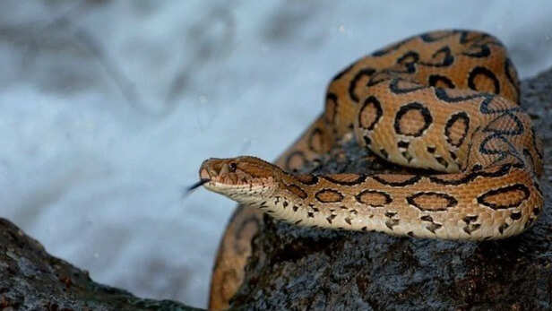 Russell’s Viper