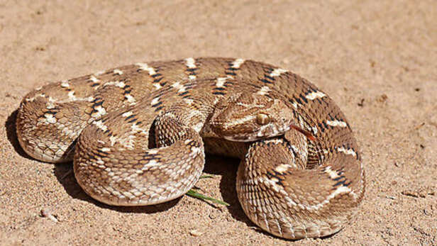 Saw-scaled Viper