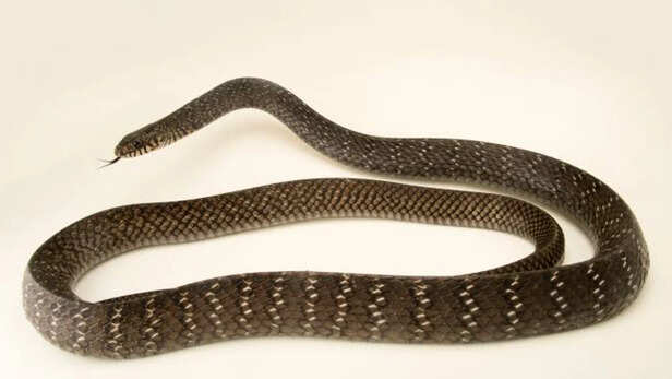 rat snake