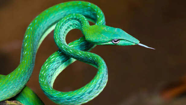 Green Vine Snake