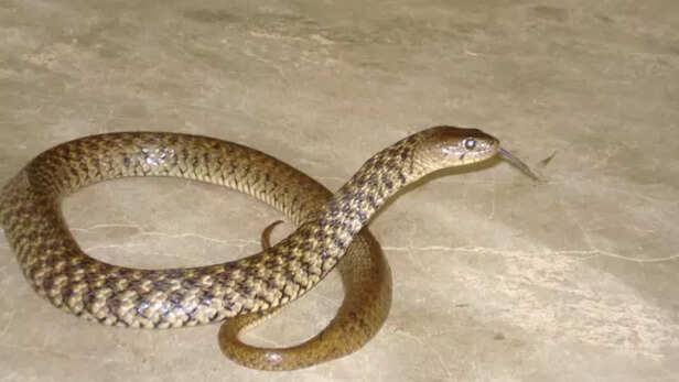 Checkered Keelback